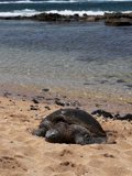 Basking in Paradise
