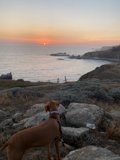 Overlooking the sea with man's best friend