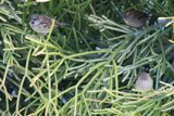 Trio of Feathered Symphonies