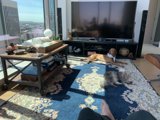 Furry Friends and Entertainment