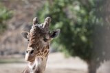 The Majestic Giraffe