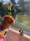 Canine on a Boat