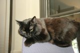 The Regal Black Cat