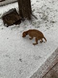 Winter Walkies