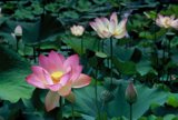Blooming Beauty