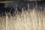 Whispering Grains