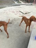 Two Canine Companions on the Ridgeback