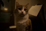 Chair Kitty