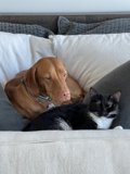 Sleeping Beauties