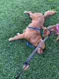 Playtime in the Park