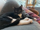 Comfy Cat on the Couch