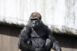 Majestic Gorilla, SF Zoo, 2024