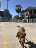 A Vizsla Strolls through the Urban Landscape