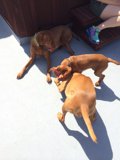 Canine Playtime on Concrete