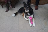 Canine Accessories