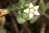 Delicate Geranium