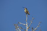 Serene Morning Hummingbird Perch