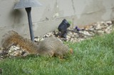 Two Squirrels Foraging in Backyard Garden