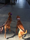 Two Canine Companions on a Leash