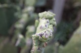 Close-up of Damaged Succulent Plant Cluster