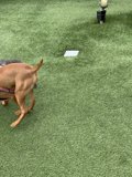 Pawsitively Playful Pups