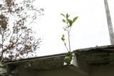 Roof Garden Growth