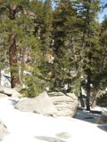 Majestic Snow-capped Fir Trees