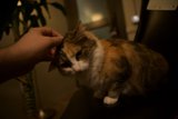 A Feline Companion