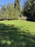 Joyful Sprint in a Verdant Haven