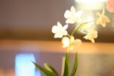 Solitude in a Vase