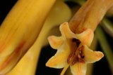 Radiant Yellow Flower with a Red Center