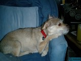 Comfy Canine on a Blue Chair