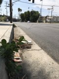 Nature's Resilience: A Plant Thrives on a Busy Sidewalk