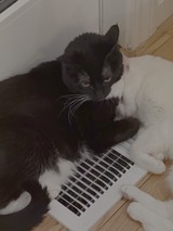 Two Kittens Warming by Heater Vent