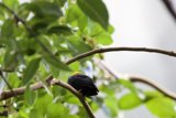 Hidden Perch