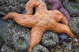 Vibrant Ochre Sea Stars in Pacific Tidal Pool