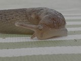 Slug Crawling on Weathered Wooden Surface