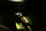 Unique Encounter: Bird Amidst the Insects