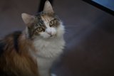 Regal Manx Cat