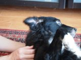 A Furry Friend on Hardwood Flooring