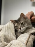 Cozy feline cuddles
