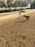 Running with the City Dogs