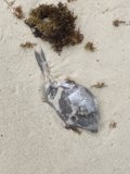 Tragic Scene of Nature's Death