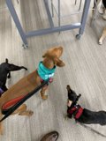 Canine Crew
