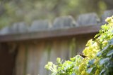 The Nature-Engraved Fence at 100%