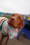 The Stylish Vizsla