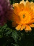 Daisy Beetle