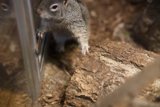 Curious Squirrel of the Bay, 2024