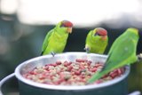 Parakeets and Parrot Enjoy a Meal