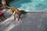 Pool Pup Playtime